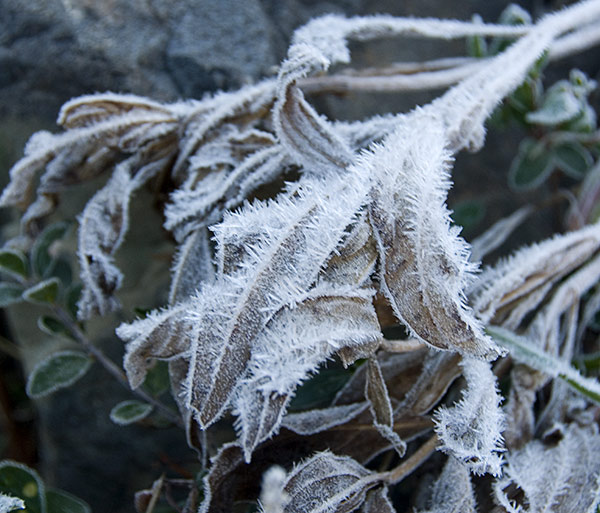 hoar frost